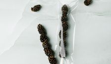 Цукаты "Сосновый шашлычок" на палочке